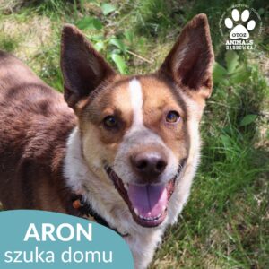Aron