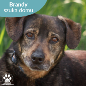 Brandy
