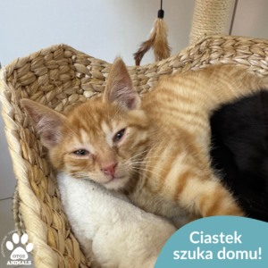 Ciastek