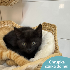 Chrupka