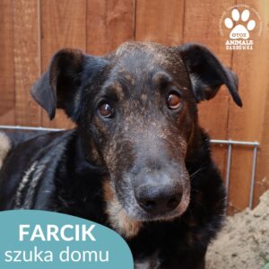 Farcik