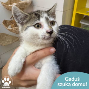 Gaduś