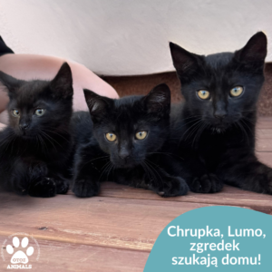 Chrupka, Lumo, Zgredek