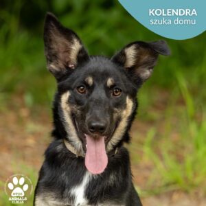 Kolendra