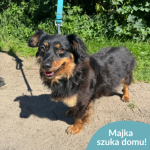 Majka