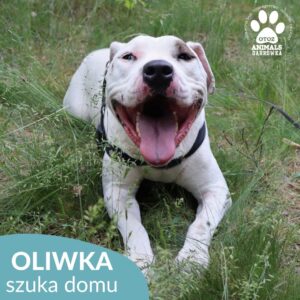 Oliwka