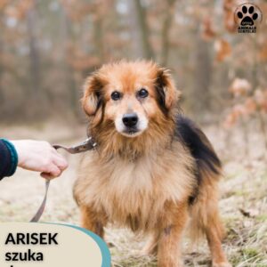Arisek