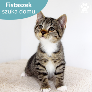 Fistaszek