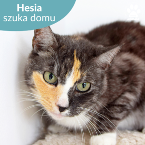 Hesia