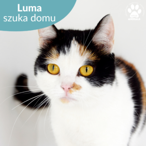Luma