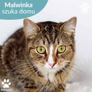 Malwinka