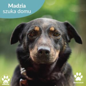Madzia