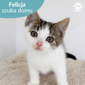 Felicja