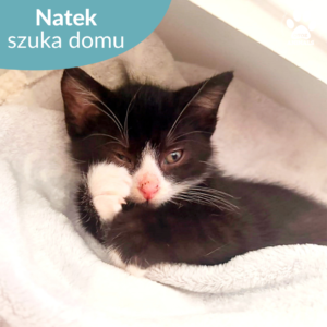 Natek