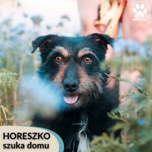 Horeszko