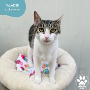 Władek