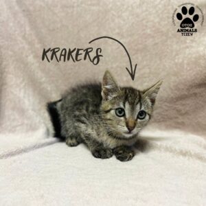 Krakers