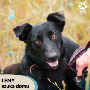 Leny
