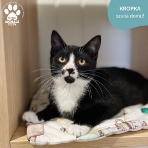 Kropka