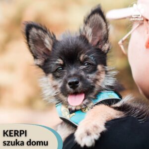 Kerpi