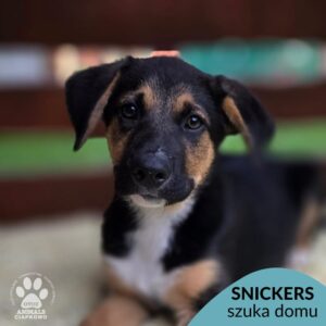 SNICKERS