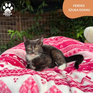 Ferdek