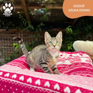 Duduś