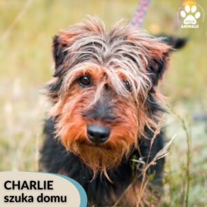Charlie