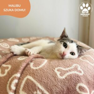 Malibu
