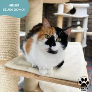 Hiruki