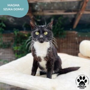 Magma
