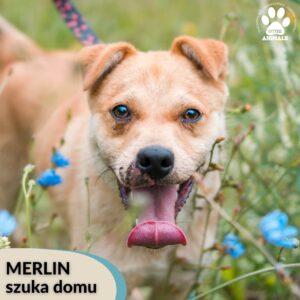 Merlin