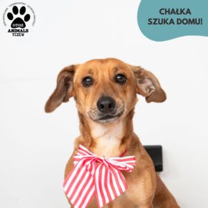 Chałka