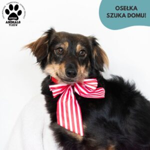 Osełka