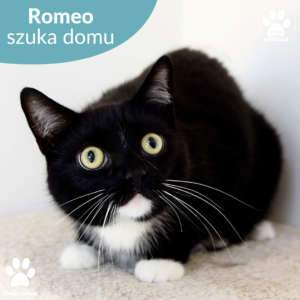 Romeo