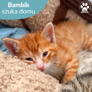 Bambik