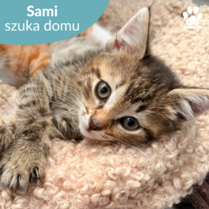Sami