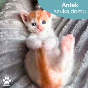 Antek
