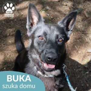 Buka