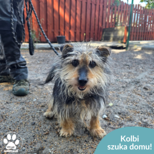 Kolbi
