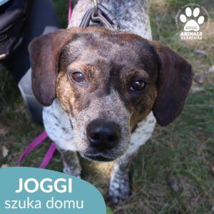 Joggi