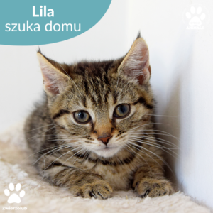 Lila