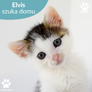 Elvis