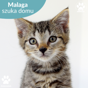 Malaga