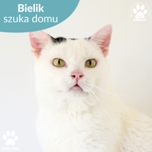 Bielik