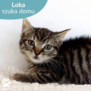Loka