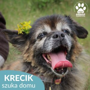 Krecik