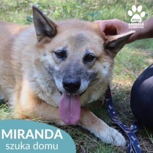 Miranda