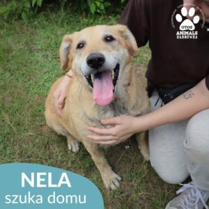 Nela