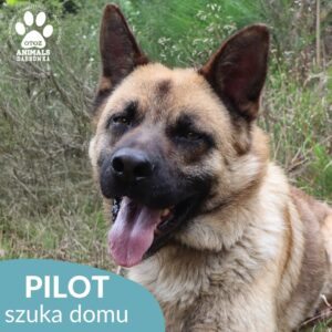 Pilot